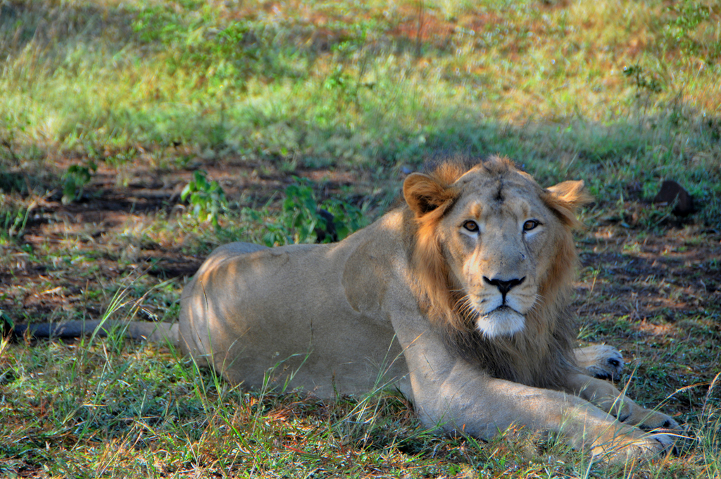 Betting Big on Lion Tourism in Gujarat