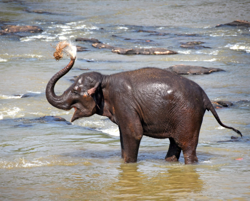 Elephant Trails in Sri Lanka