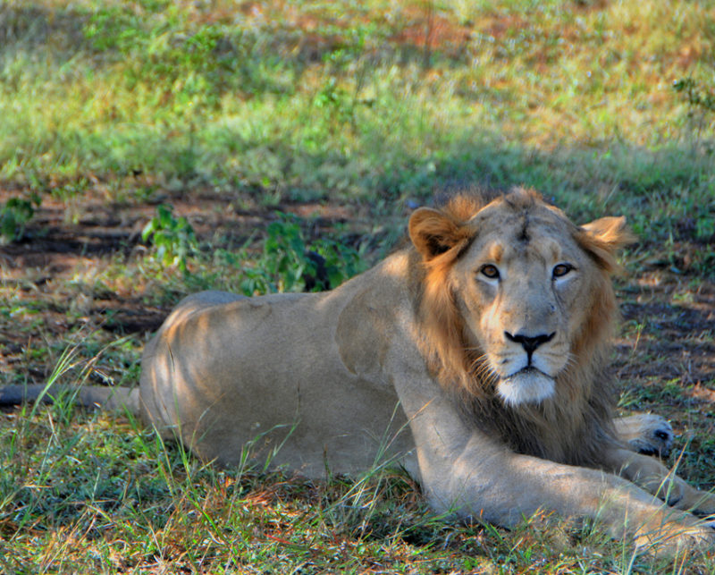 Betting Big on Lion Tourism in Gujarat