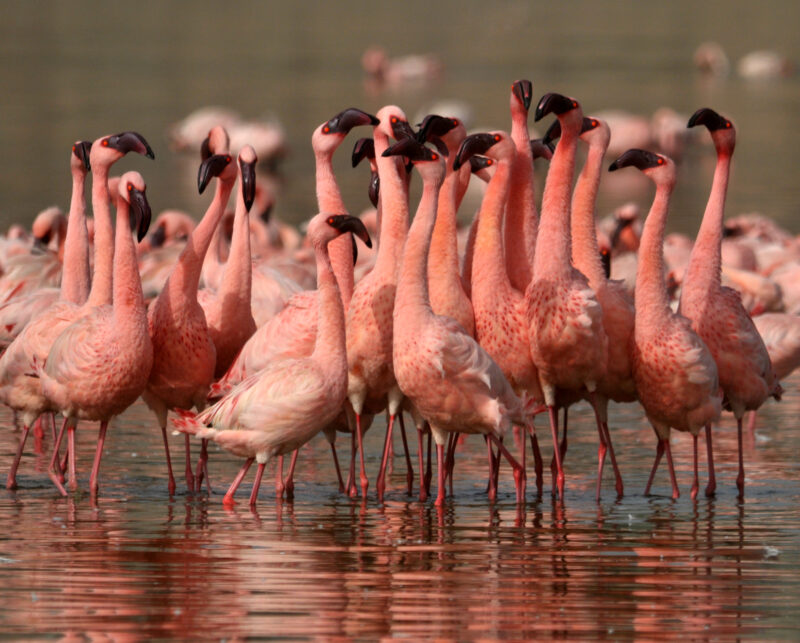 PORBANDAR’S CULINARY CULTURE