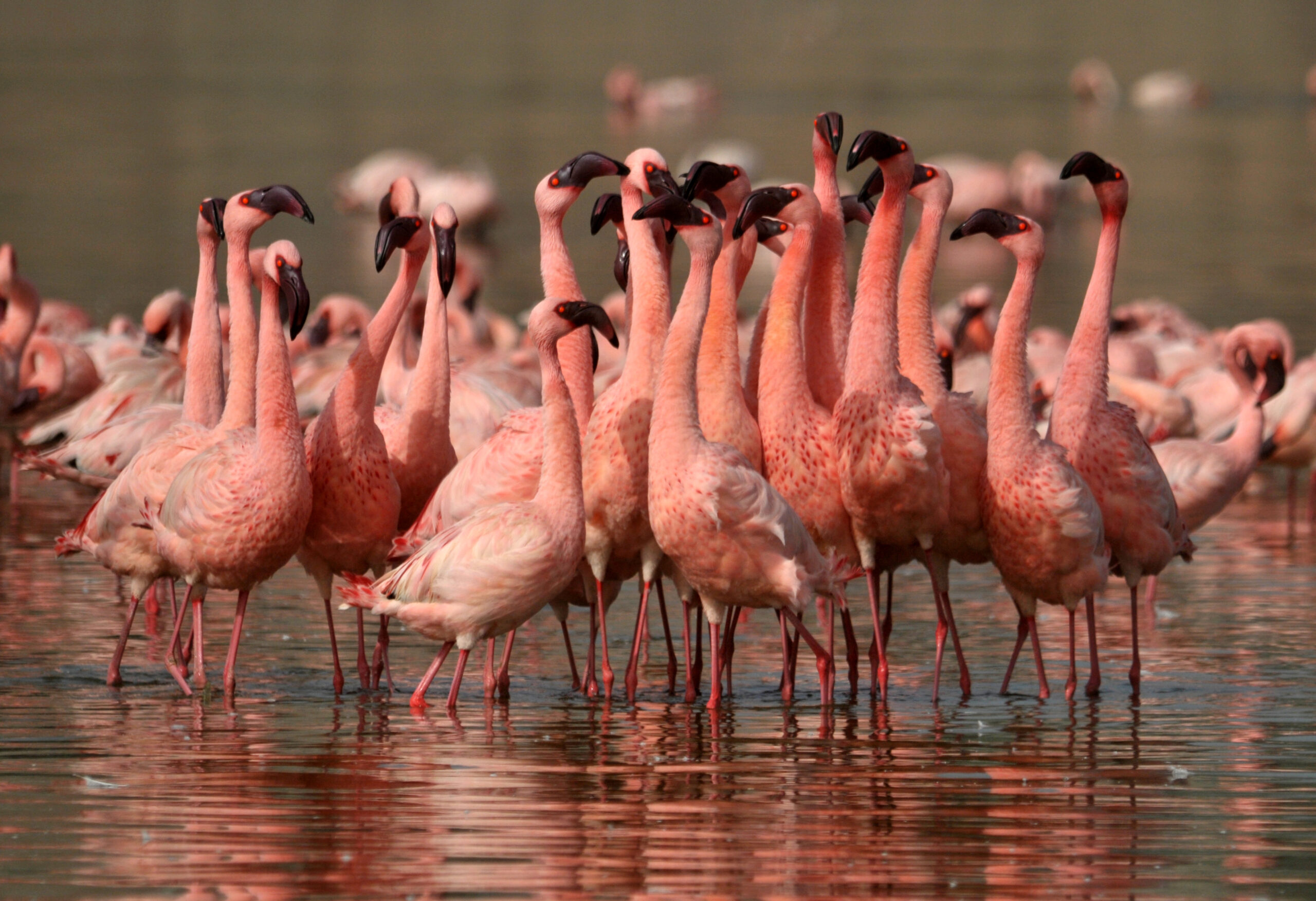 PORBANDAR’S CULINARY CULTURE